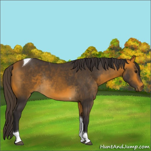 Horse Color:Buckskin Tobiano Rabicano 
