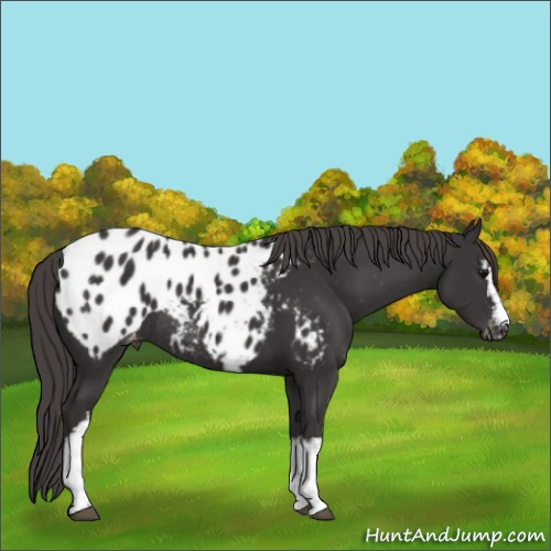 Horse Color:White Spotted Smoky Black Appaloosa Rabicano