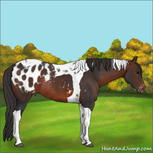 Horse Color:Brown Tobiano Appaloosa Rabicano 