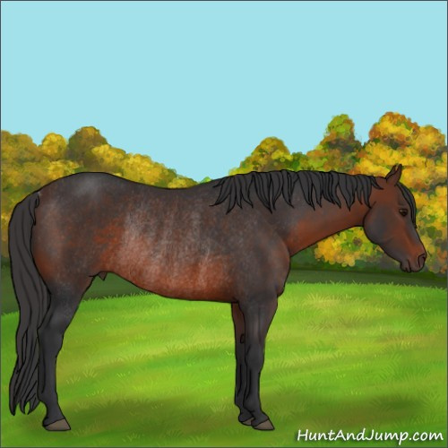 Horse Color:Brown Rabicano 