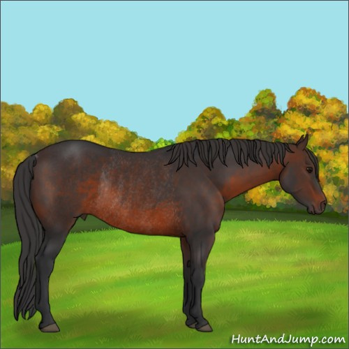 Horse Color:Brown Rabicano