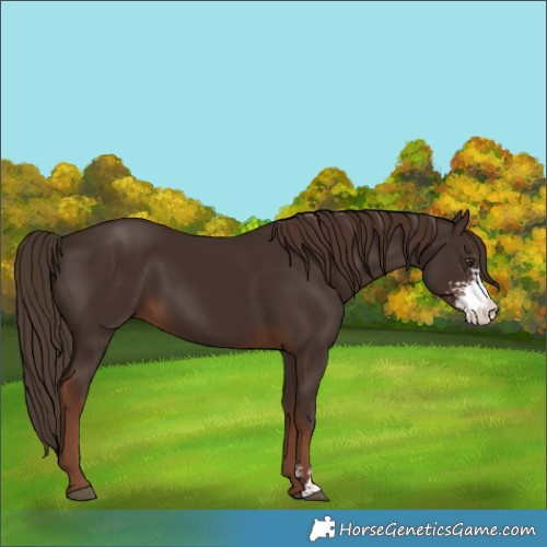 Horse Color:Liver Chestnut Sabino 