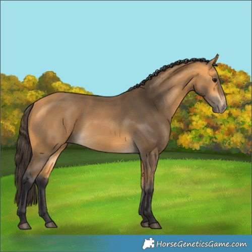 Horse Color:Buckskin 