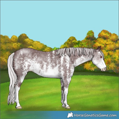 Horse Color:Chocolate Silver Smoky Black Chinchilla Sabino 