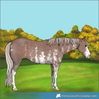 Horse Color:Chocolate Silver Black Sabino