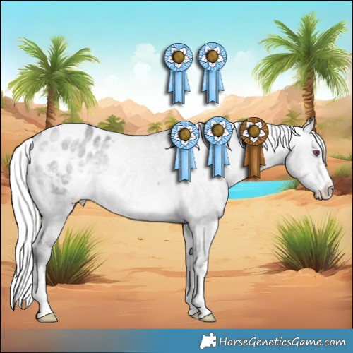 Horse Color:Silver Brown Chinchilla Dun Appaloosa 