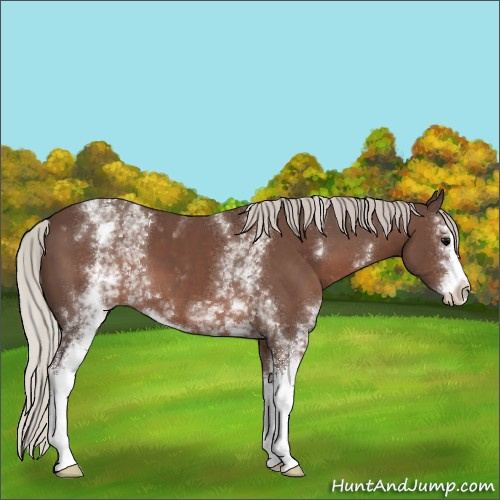 Horse Color:White Spotted Silver Black Sabino 