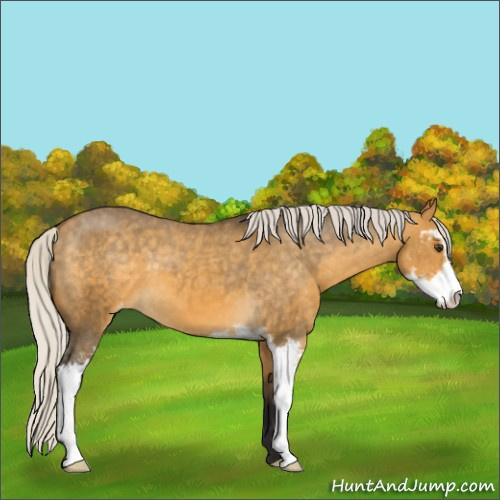 Horse Color:Silver Buckskin Dun Sabino Appaloosa 