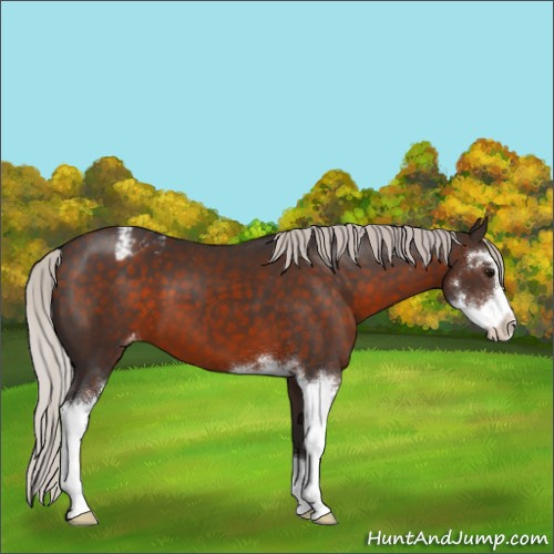 Horse Color:Silver Brown Sabino Appaloosa 
