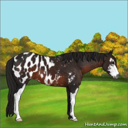 Horse Color:Gray Brown Sabino Appaloosa