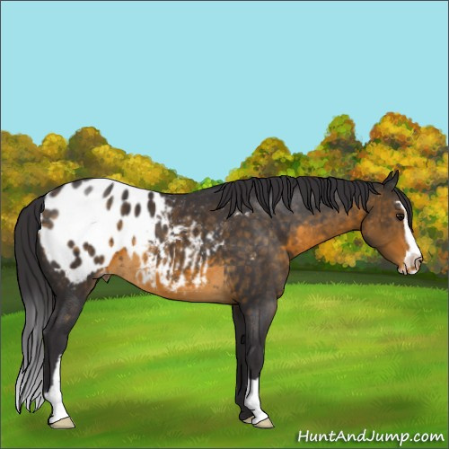 Horse Color:Buckskin Sabino Appaloosa