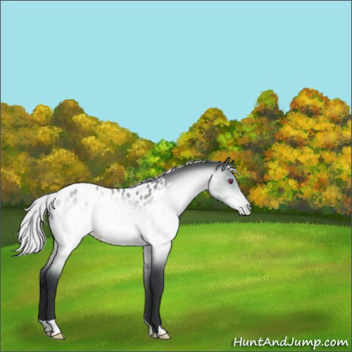 Horse Color:Silver Brown Chinchilla Appaloosa 
