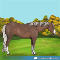Horse Color:White Spotted Silver Black