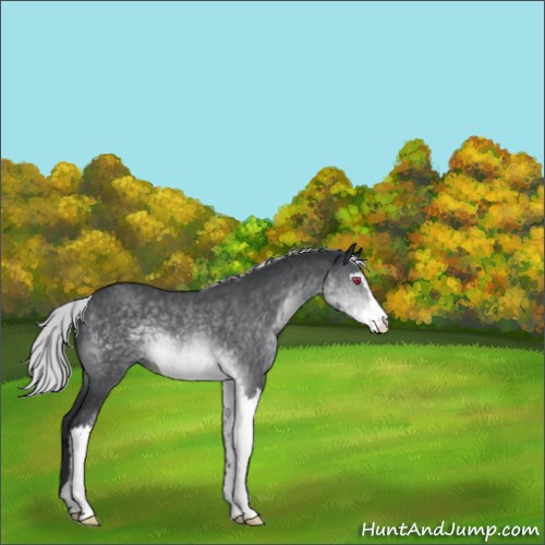 Horse Color:Silver Brown Chinchilla Sabino 