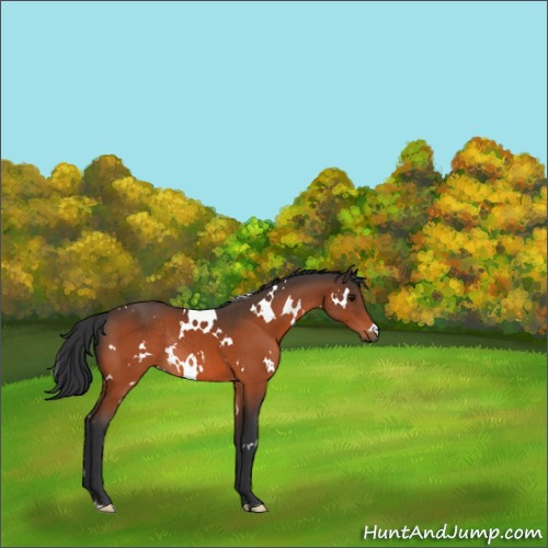 Horse Color:White Spotted Bay Rabicano 