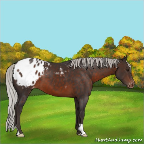 Horse Color:Silver Brown Appaloosa 