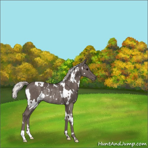 Horse Color:White Spotted Silver Black Rabicano 
