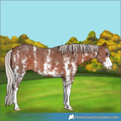 Horse Color:Silver Brown Sabino