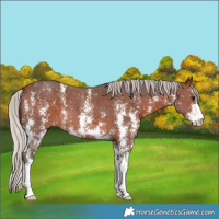 Horse Color:Silver Brown Sabino 