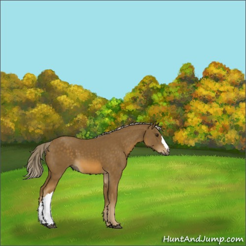 Horse Color:Chocolate Palomino
