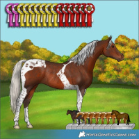 Horse Color:Silver Brown Tobiano Rabicano 