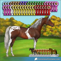 Horse Color:Silver Brown Tobiano Rabicano
