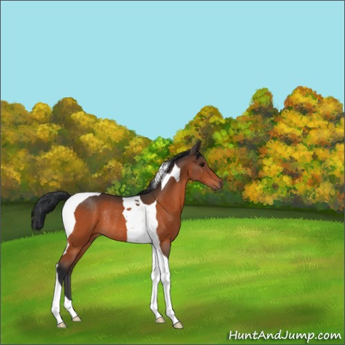 Horse Color:Bay Tobiano Rabicano 
