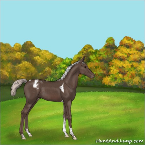 Horse Color:Silver Black Tobiano Appaloosa Rabicano 