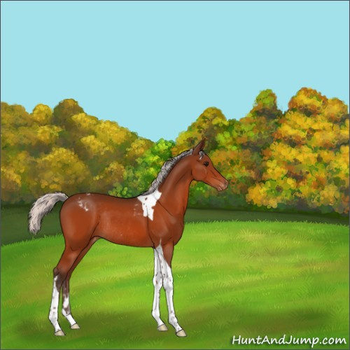 Horse Color:Silver Bay Tobiano Appaloosa Rabicano 