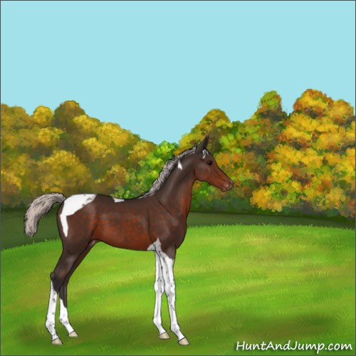 Horse Color:Silver Brown Tobiano Appaloosa 