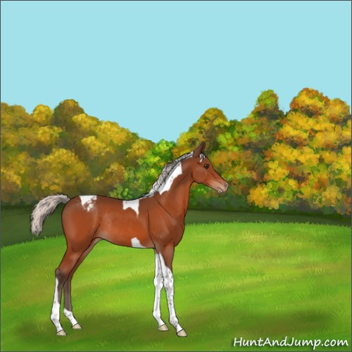 Horse Color:Silver Brown Tobiano Appaloosa Rabicano 