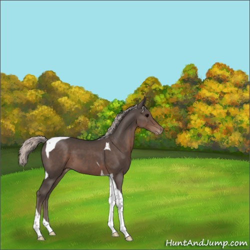Horse Color:Silver Black Tobiano Appaloosa 