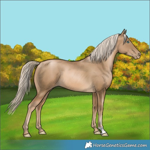 Horse Color:Chocolate Palomino Pearl 