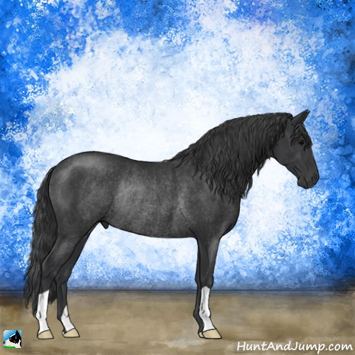Horse Color:Black Rabicano 