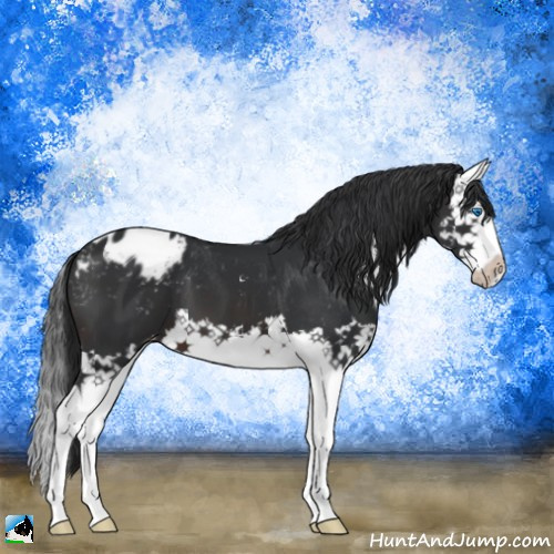 Horse Color:Brown Sabino Splash Appaloosa 