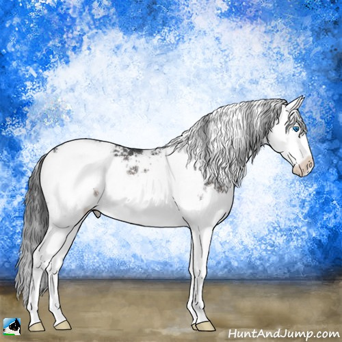 Horse Color:Brown Sabino Splash Rabicano 