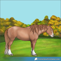 Horse Color:Gold Champagne Splash