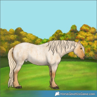 Horse Color:Palomino Roan Dun 