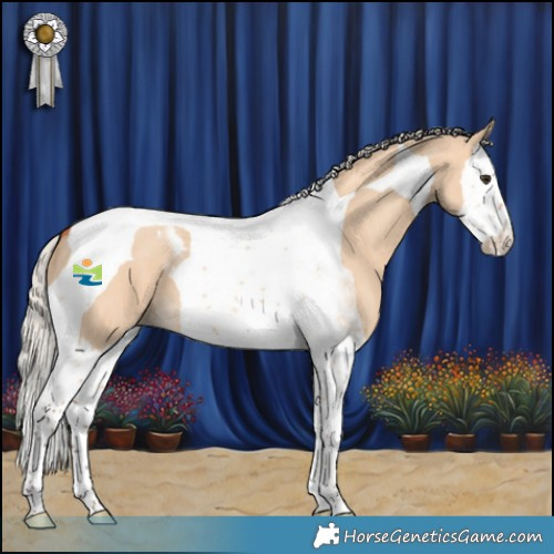 Horse Color:Silver Bay Dun Splash Tobiano 