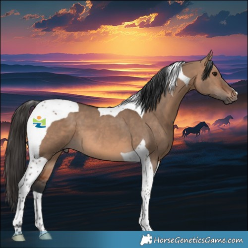 Horse Color:Brown Dun Tobiano 