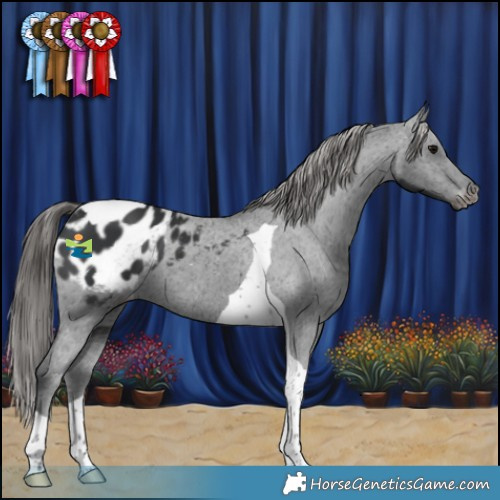 Horse Color:Black Tobiano Appaloosa 