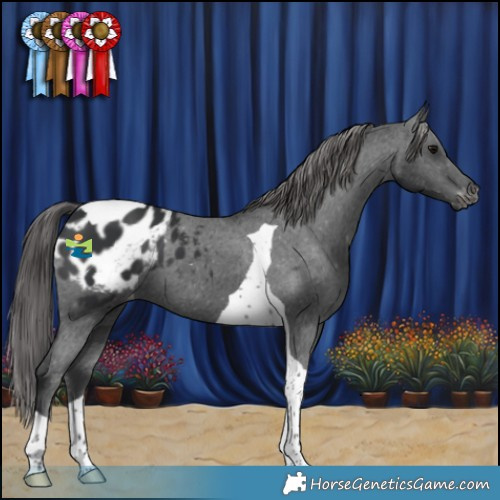 Horse Color:Black Tobiano Appaloosa 