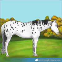 Horse Color:White Spotted Black Splash Appaloosa 