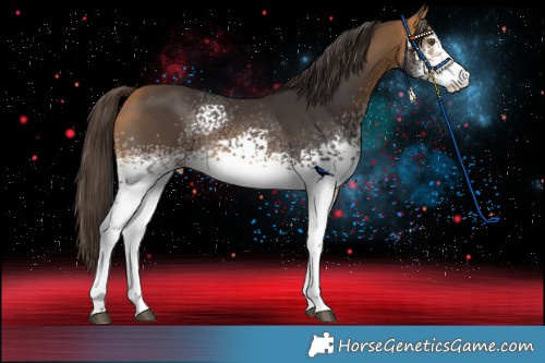 Horse Color:White Spotted Buckskin Sabino 