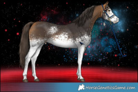 Horse Color:White Spotted Buckskin Sabino 