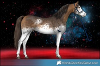 Horse Color:White Spotted Buckskin Sabino