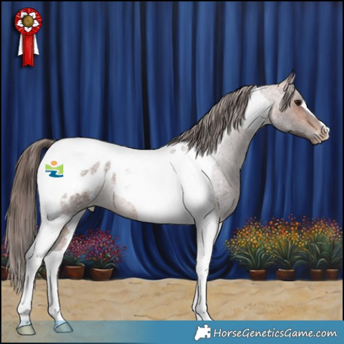 Horse Color:Bay Roan Tobiano Appaloosa Rabicano 