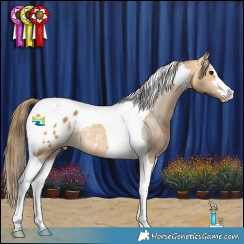 Horse Color:Buckskin Tobiano Appaloosa Rabicano 