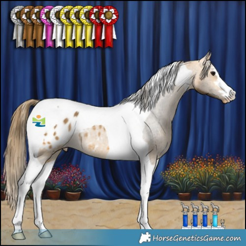 Horse Color:Buckskin Tobiano Appaloosa Rabicano 
