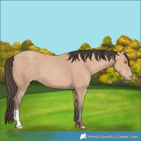 Horse Color:Amber Champagne 
